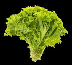 Green Lettuce